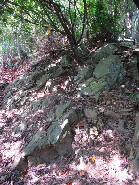 四壯士神木步道x阿冷山(北北峰)787464