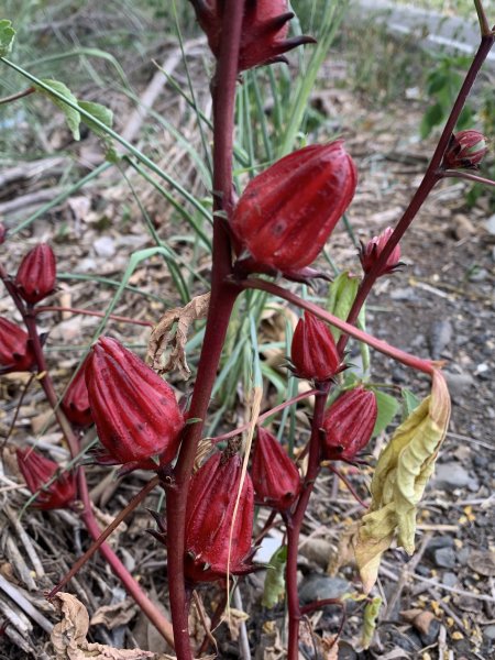 20250503屏東基石-大餉營庄東北2781532