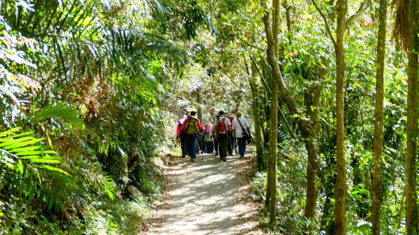 《蝶戀花。錫葉藤盛放》2735261