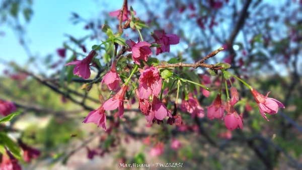 《彰化》桃李櫻美｜花壇虎山巖步道x大嶺巷富士櫻202503012723660