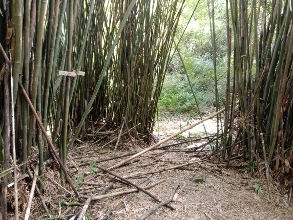 基隆市/萬里區界寮縱走之三界山+三界山西峰+開眼尖山+七分寮山+瑪七產道山泉水接水亭2979588