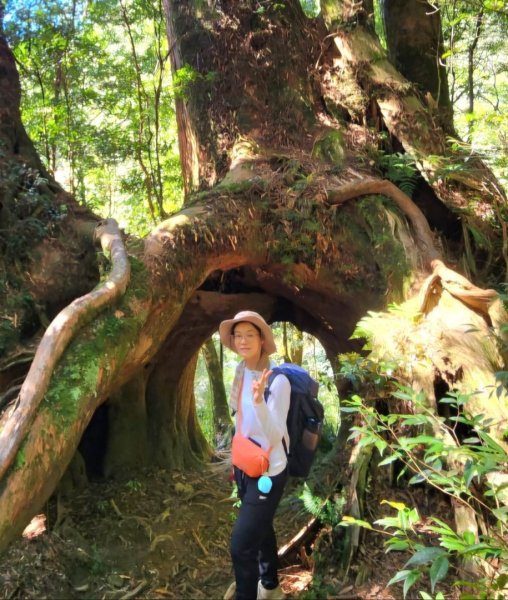 【中級山】插天山的奇幻世界，赫威山，赫威神木群步道2741291
