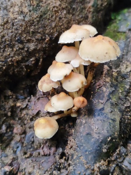 微笑山線鳶山山系2844427