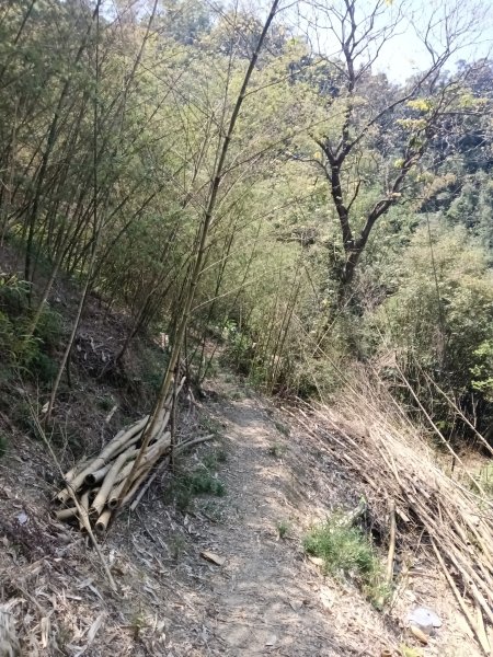 王公坑山血藤花2746271