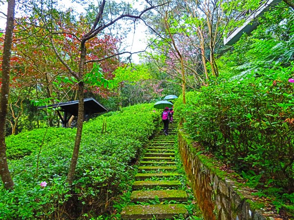 台灣阿凡達奇幻森林國度：大板根森林步道551208