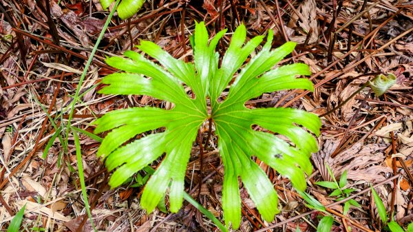 石碇大崙,人頭面山,獅公髻尾山2800418