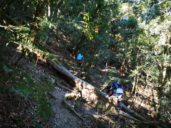 屏風山--岳界說的鳥山，其實不鳥～很辣703259