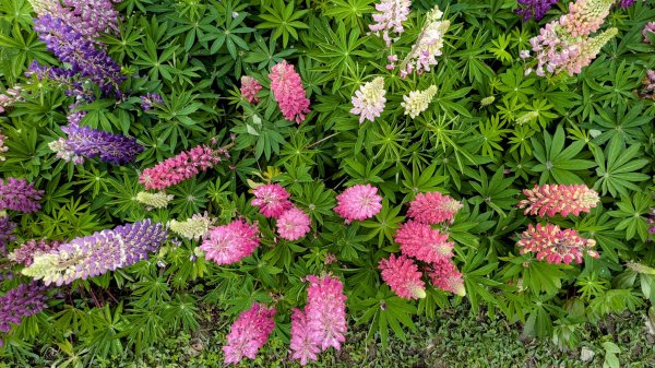 《西江月。魯冰花艷台大》2725799