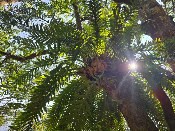 卓社大山〔武界栗栖溪登山口起登〕2748387