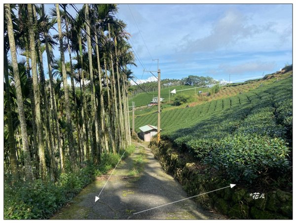 樟湖山 右上左下 (雲林、古坑)2846305