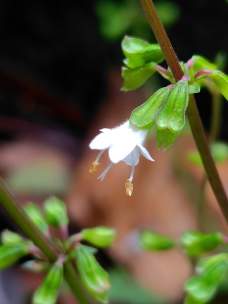 橫沙笛/橫嶺山、沙蓮山、笛吹山2799247