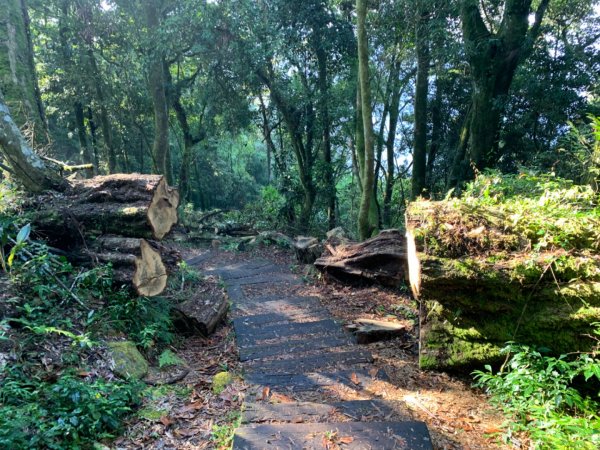 大凍山（小百岳）1117286