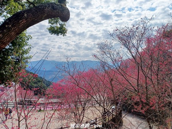 【苗栗獅潭】天晴賞花趣。 協雲宮櫻花步道x獅潭鄉神秘小徑x獅潭義民廟x銅鑼炮仗花海公園2999173