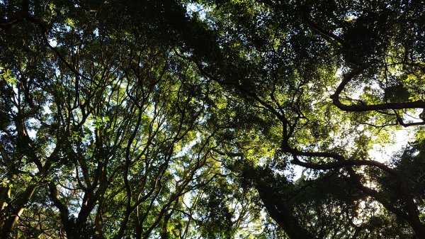 20260125 陽明山前後山健行(無極天元宮~山仔頂步道.向天池.向天山.面天山.二子坪)2997973