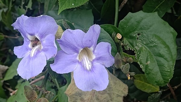 內樹尾、田中**山2708950