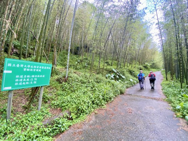 溪頭山、竹崙山、志騰山三山O型順撿內湖山  2024/5/312517726