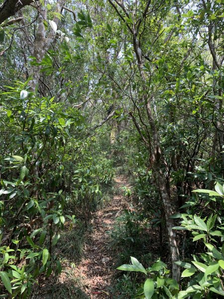 20250404屏東北獅子頭山-霧里乙山2757458