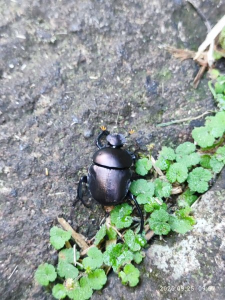 七星山二進2894963