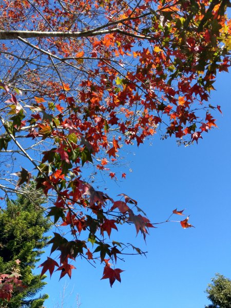 馬那邦山(小百岳#37)登山步道。點點楓紅 2020/12/131425324