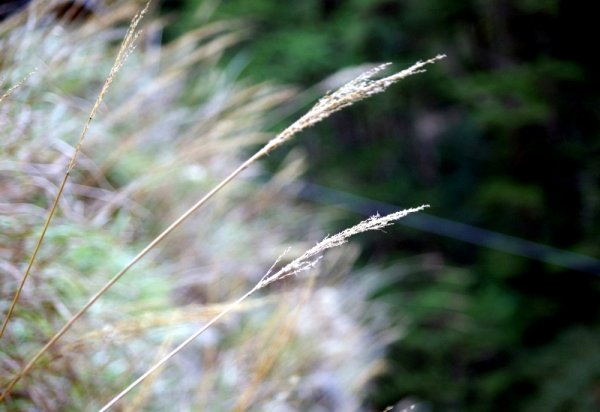 山風15度C吹拂 ~ 合歡溪 步道1551799