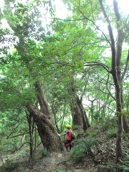 20150614泰安鄉虎山27503