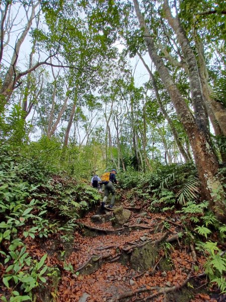 【苗栗泰安】中級山的大霸尖山。 虎山步道2779594