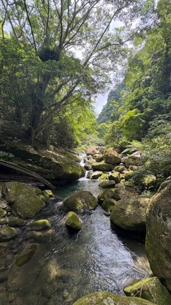 戲水（鴛鴦2786681