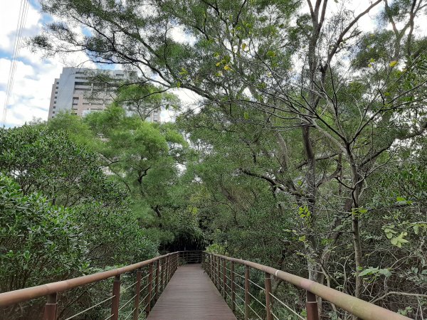 紅樹林生態步道 - 全臺最大的水筆仔森林776033