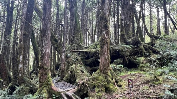 太平山翠峰湖環山步道2551618