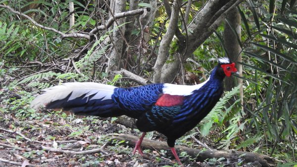 雲山水花鳥蝶-天龍國阿伯的日常6/22801944