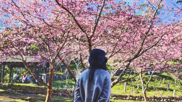 【台灣健行】春艷 • 寶山二集團2698538