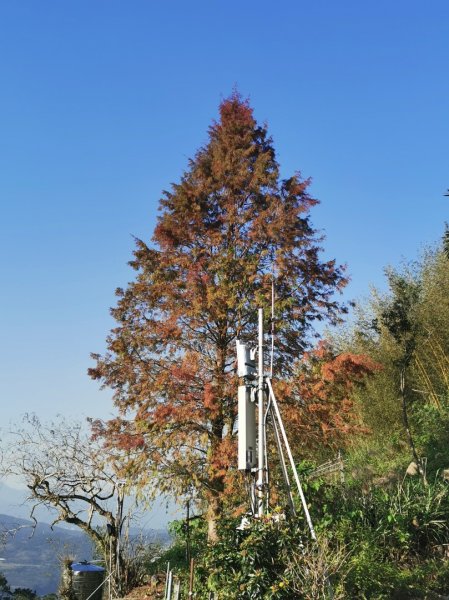 猴山岳萬壽路登山口-猴山岳-林家草厝-猴山岳山腰路-泰元農場 踽踽獨行之二2720852