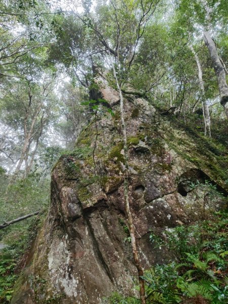 北得拉曼神木群連走內鳥嘴山2940202