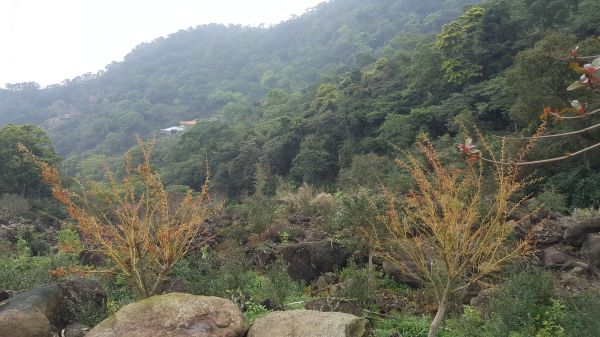 楓樹湖步道109240