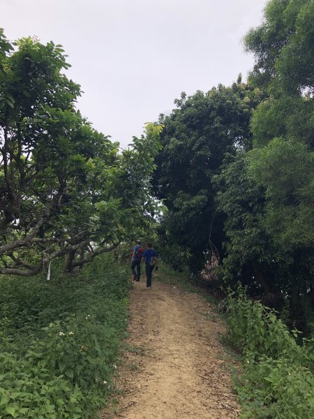 台灣小百岳No.046 阿罩霧山1102195