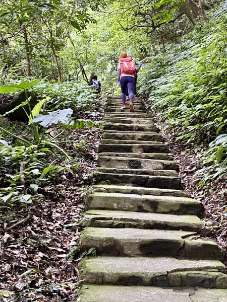 《陽明山的山林片刻｜沿著青春嶺路走向山野的綠意》2939231