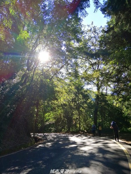 【台中。和平】綠蔭杉林大口森呼吸。 橫嶺山自然步道x橫嶺山主峰1497925