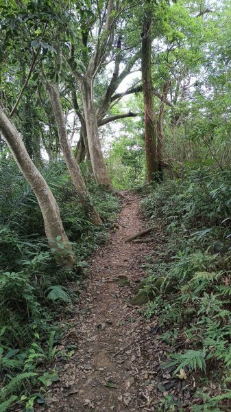 20250607 新竹竹東三山(樹杞林山 - 新具庄山 - 員崠子山)  O型2808901