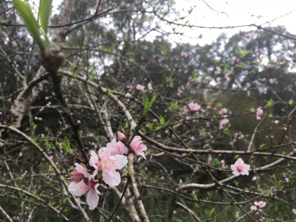 瑞湖國小2036513