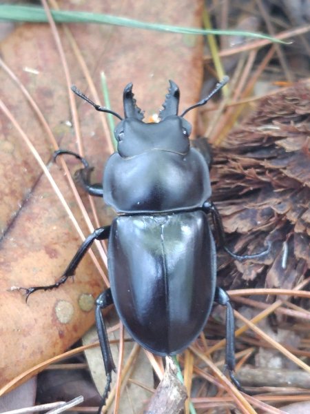 唐麻丹山 蝴蝶谷2918829