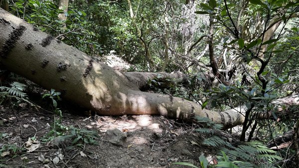 我の夏日健行~天母古道→翠峰瀑布2221102