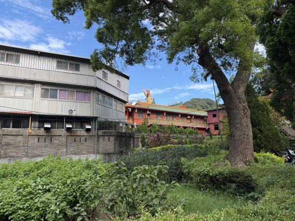 [微笑山線_第二段] 2026_0725 大棟山系_百年大榕樹3101568