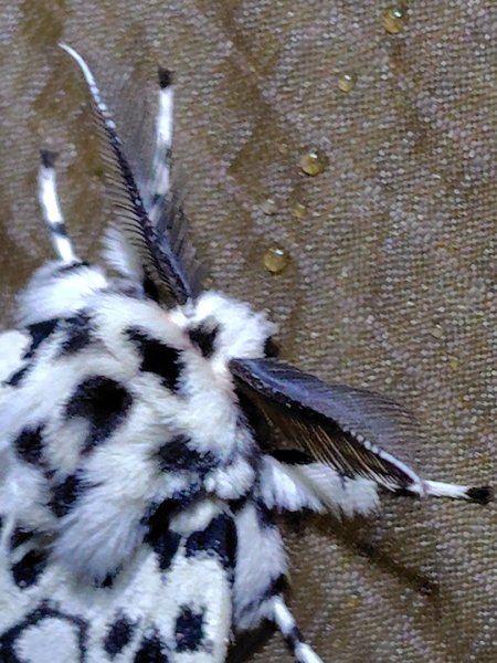 大竹溪山連走鞍輪名山