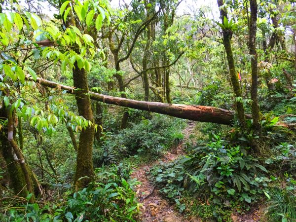 【宜蘭礁溪】烘爐地山步道 探桶後溪源頭300351