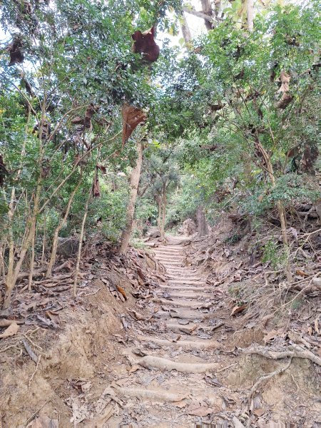 南化鈺鼎步道上糖子恩山+北峰202503152736900