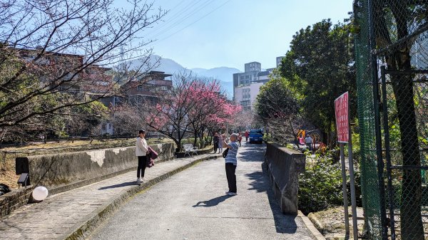 汐止康誥坑溪櫻花2405576