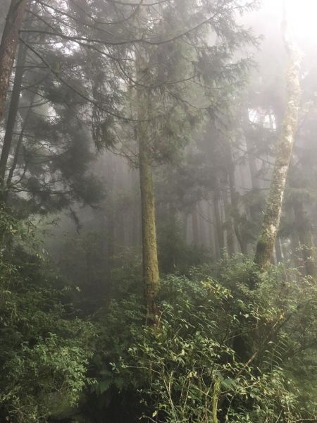 觀霧檜山巨木森林步道171752