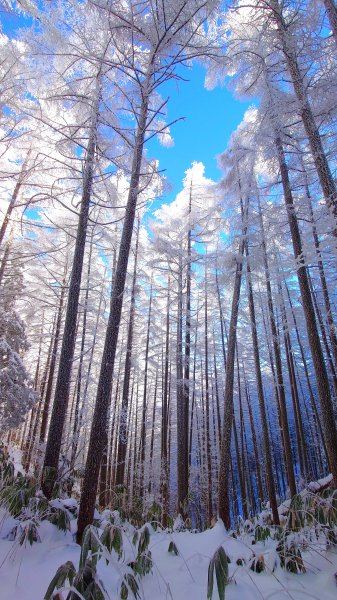 超綺麗夢幻的粉雪奇緣山行記在日本名古屋南沢山2781211