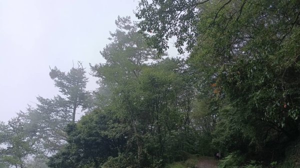 20251010 大雪山國家森林遊樂區 - 船型山林道 登 烏石坑山2911050