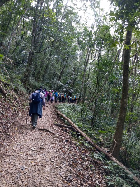 馬那邦山(小百岳#37)登山步道。點點楓紅 2020/12/131425311